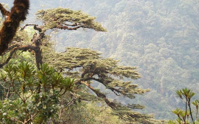 Trên đỉnh Fansipan có một “báu vật” gần 350 tuổi, chỉ Việt Nam có