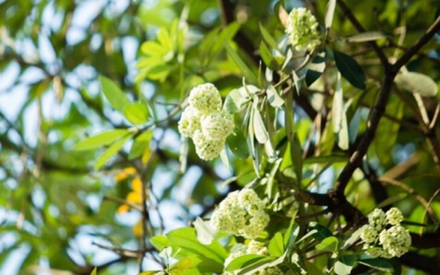 Tôi phải chuyển nhà để 'lánh nạn' mùi hoa sữa