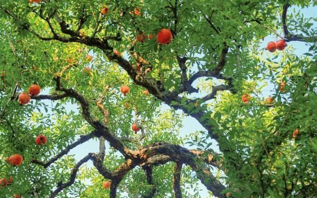 Vì sao nhà giàu Trung Quốc thường trồng 1 cây lựu trước cửa nhà? Ý nghĩa sâu xa đằng sau gây bất ngờ
