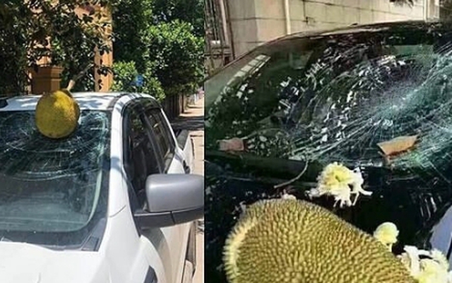 Quả rụng vỡ kính xe, chủ cây có phải bồi thường?