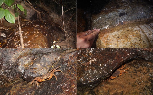 Bí mật dưới khe đá Núi Bà Đen: Lộ diện “kho báu sống” thế giới chưa từng biết đến