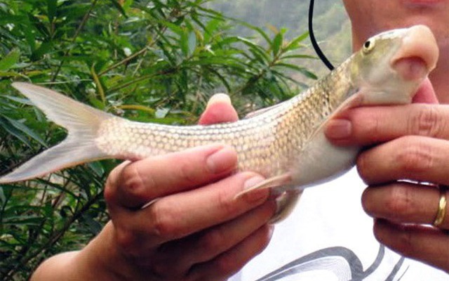 Báu vật sông Lô “quý như vàng”, giá hàng chục triệu đồng/kg vẫn nhiều người “săn đón”, cả thế giới chỉ 2 nước có