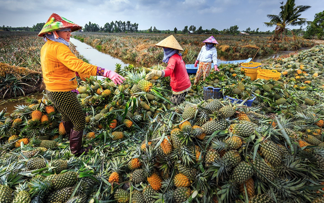 Từ đất phèn thành “quả vàng”: Việt Nam sở hữu loài cây giúp nông dân “đổi đời”, xuất khẩu đến 100 quốc gia
