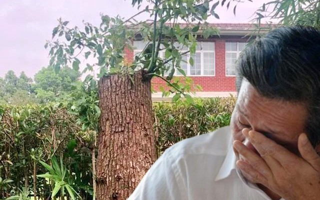 Bị quản lý chung cư khởi kiện vì cắt tỉa cây, yêu cầu bồi thường 534 triệu đồng, người đàn ông tuyên bố: “Cây trong vườn nhà tôi thì tôi có quyền”