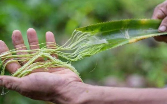 Phế phẩm lá, vỏ của loại quả này từng bị vứt bỏ, nay hóa thành ‘kho báu’
