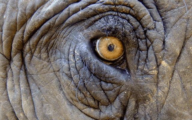 Loài vật khổng lồ là biểu tượng đại ngàn ở Việt Nam: Từng có hàng nghìn cá thể nay chỉ còn chưa tới 150