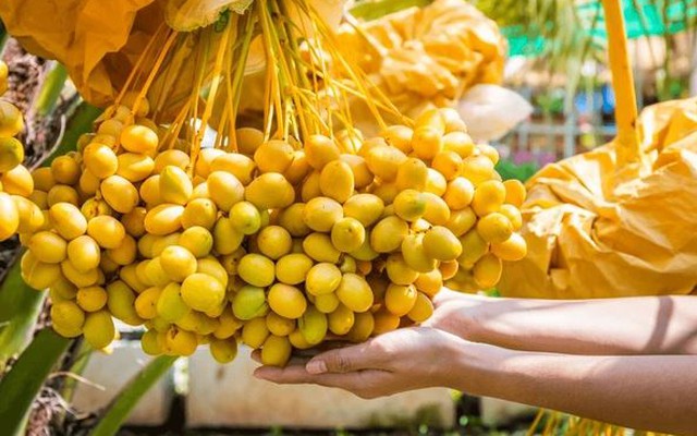 Loại quả từng là đặc sản cao cấp giờ có giá rẻ nhất từ trước tới nay: Khi ăn cần lưu ý điều quan trọng này