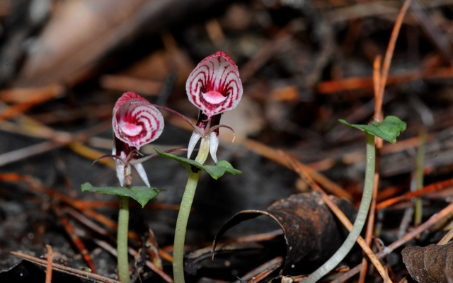 Râu hùm Himalaya: “Kho báu độc lạ” trên đỉnh Hoàng Liên Sơn khiến giới nghiên cứu kinh ngạc