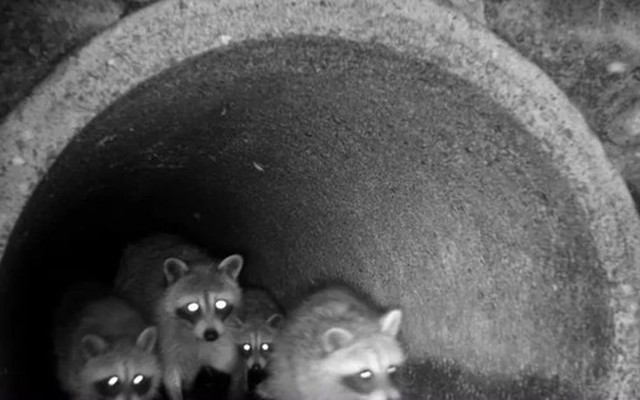 Phát hiện cảnh tượng không tưởng khi đặt camera xuống hệ thống cống rãnh của thành phố