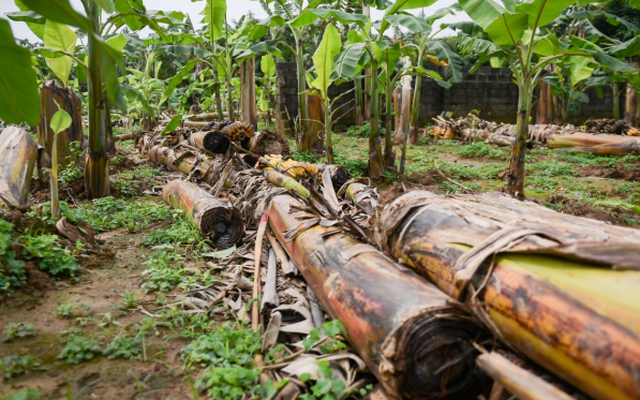 Thứ Việt Nam từng coi là phế phẩm nuôi lợn: Ấn Độ, Trung Quốc tận dụng cả chục năm nay, kiếm hàng tỷ đô