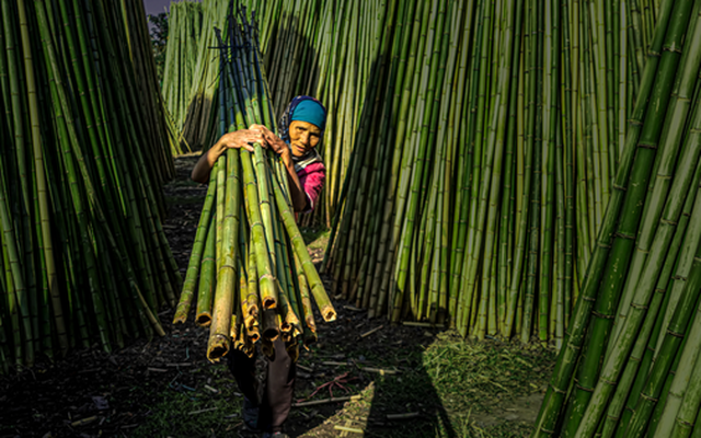 Một loại 'cây vàng cây bạc' mọc khắp Việt Nam giúp thu về hơn nửa tỷ USD: Trung Quốc tìm cách 'hồi sinh', nước ta nằm top thế giới
