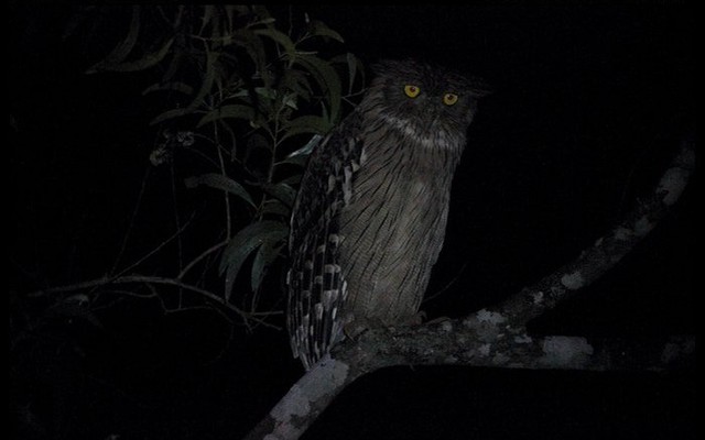 Loài vật quý hiếm từng xuất hiện trên tem bưu chính Việt Nam: Sải cánh có thể lên tới 1,4 m