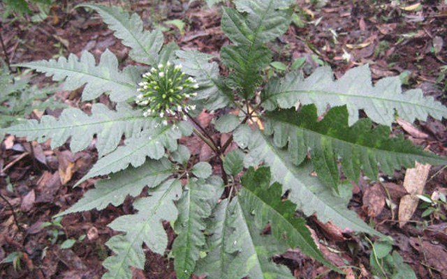 Việt Nam có một loại cây "quý hơn vàng, bổ như sâm": Rễ có giá tới 30 triệu đồng/kg