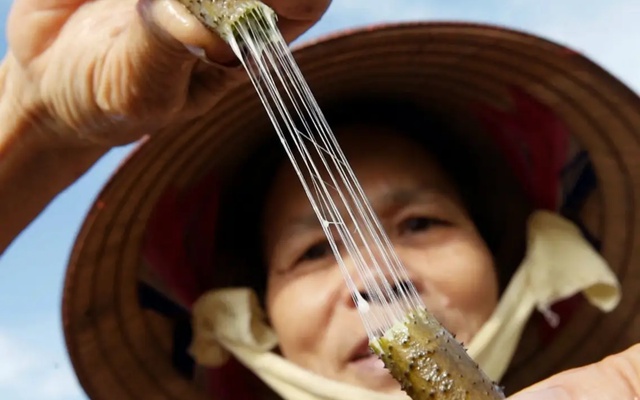 Thứ Việt Nam từng coi là phế phẩm bỏ đi: Trở thành mặt hàng quý hiếm, đắt đỏ bậc nhất thế giới, 1m tới 30 triệu đồng