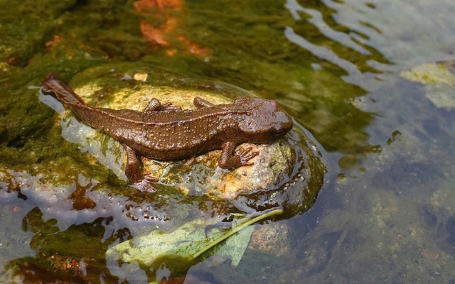 Giữa rừng già Tam Đảo có một “kho báu”, giải mã bí ẩn từ kỷ Jura