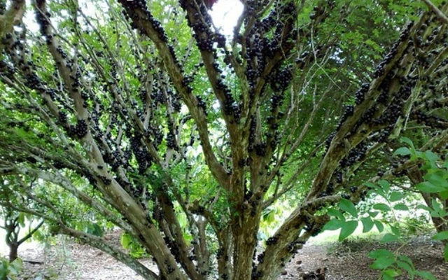 3 loại cây cảnh vừa đẹp nhà, vừa hút đầy tài lộc phú quý, bảo sao nhà giàu thích mê