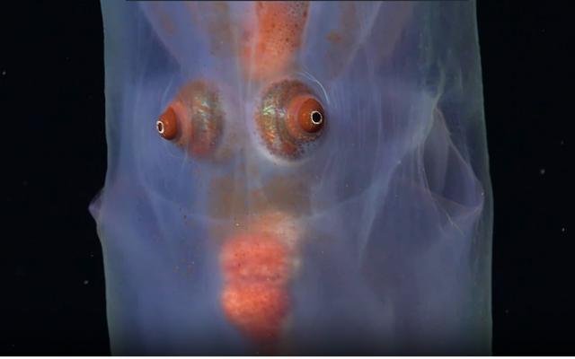 Đặt camera xuống biển sâu, phát hiện nhiều sinh vật kỳ lạ khiến các nhà khoa học sửng sốt