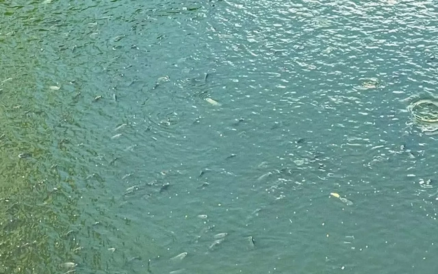 Bắt đầu dẫn nước từ hồ Tây, cá bơi tung tăng trên sông Tô Lịch