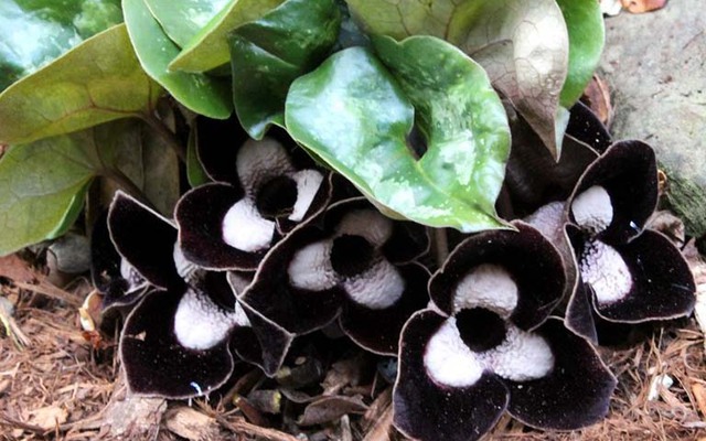 Việt Nam có loài cây mệnh danh “cây thần dược” quý như vàng từng bị khai thác cạn kiệt: Nay đang hồi sinh