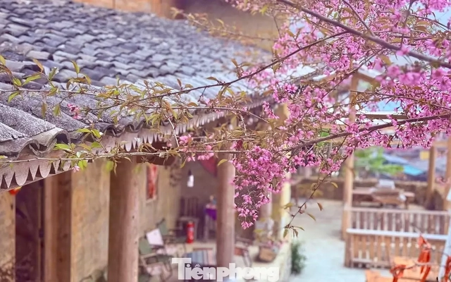 Tớ Dày là hoa gì mà du khách nô nức đến Lô Lô Chải check-in?