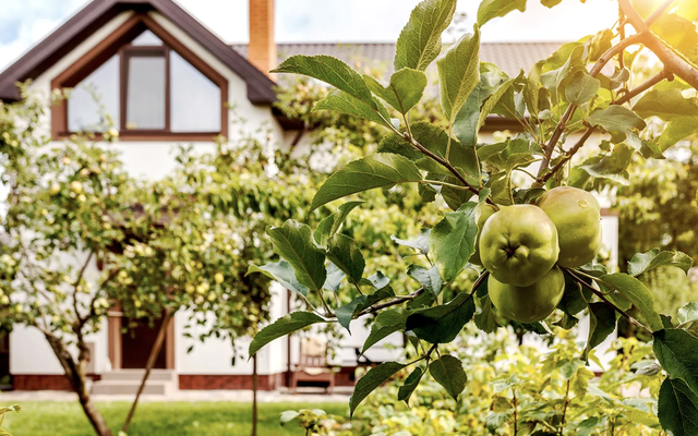 Mỹ đánh giá đây là 5 cây ăn quả phù hợp nhất cho sân trước: Số 5 người Việt trồng từ lâu