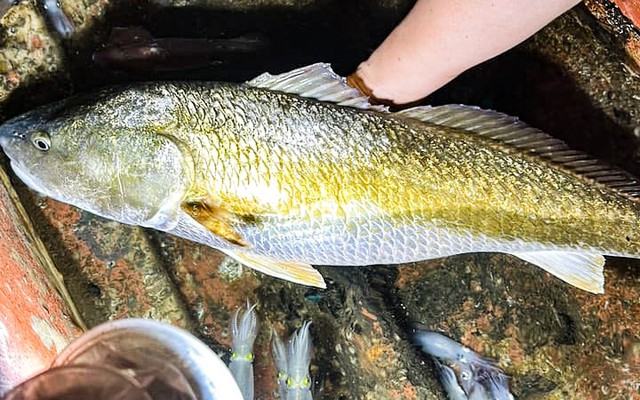 Việt Nam sở hữu loài cá vảy vàng cực đẹp, "báu vật" thực sự nằm trong khoang bụng giá 1,4 tỷ đồng/kg