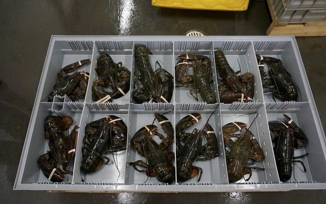 Phát hiện 3 vali chứa 90.000 con tôm hùm xanh trị giá 6,7 tỷ đồng ở sân bay Đà Nẵng, công an triển khai các biện pháp nghiệp vụ vào cuộc