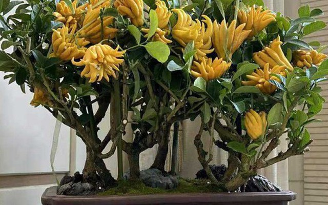 Nhà trồng 3 loại cây này chẳng khác rước "thần tài" vào nhà, gia chủ trăm sự cát lành, hút tài hút lộc