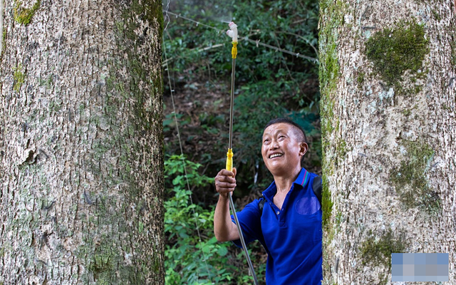 Thương gia mang hơn 900 tỷ đồng hỏi mua 3 cây gỗ trong vườn, lão nông dân đưa ra quyết định gây tranh cãi