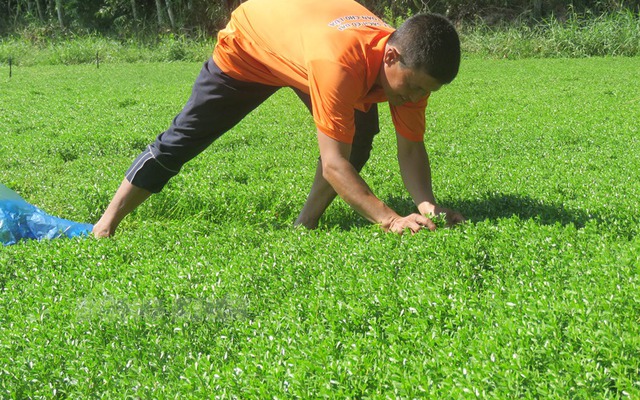 Nông dân Vĩnh Long "liều" trồng loại rau Nhật: Bỏ túi hơn 15 triệu đồng mỗi tháng