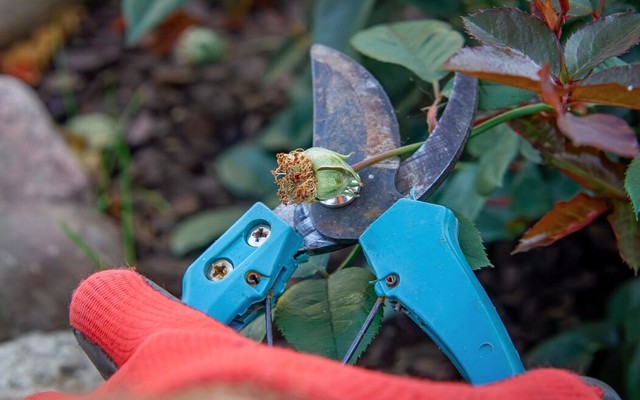 4 loại cây cần cắt tỉa vào tháng 1