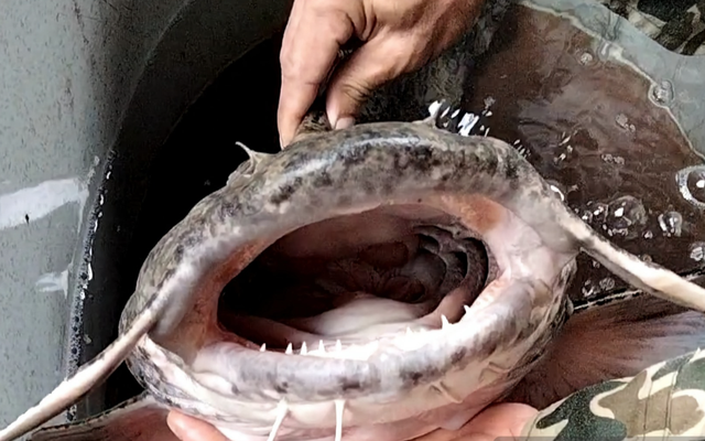 "Chúa tể lòng sông Lô" hung tợn bậc nhất vùng nước ngọt, từng được tiến Vua