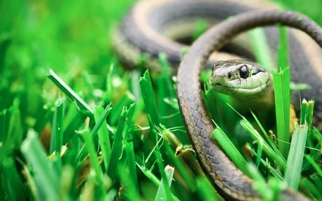 Việt Nam sở hữu một loại gia vị mà rắn rất sợ, dùng theo cách này hiệu quả bất ngờ