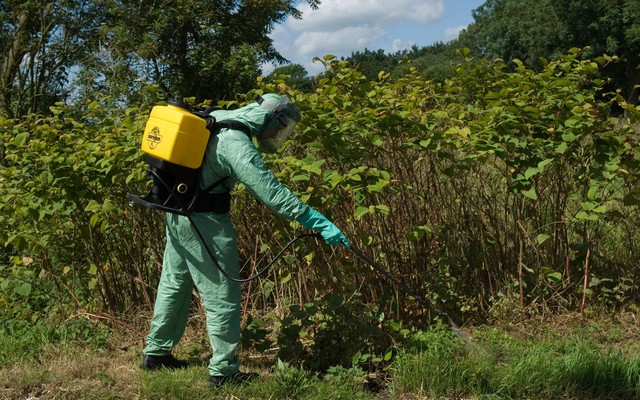 Loài cây “ác mộng” khiến Anh phải chi hơn 8.733 tỷ đồng/năm để tiêu diệt: Đâm thủng cả bê tông, cao thêm 2,5m chỉ trong 1 tháng
