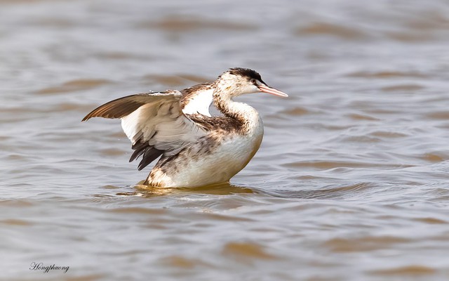 Tại cửa sông Ba Lạt, lần đầu tiên giới khoa học Việt Nam có phát hiện đặc biệt