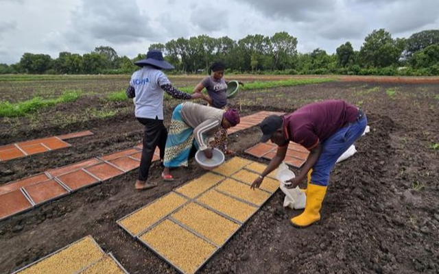 Không phải Thái Lan hay Việt Nam, giống lúa từ một quốc gia châu Á đang gây sốt tại châu Phi: Năng suất cao gấp 1,7 lần, chu kỳ sinh trưởng ngắn