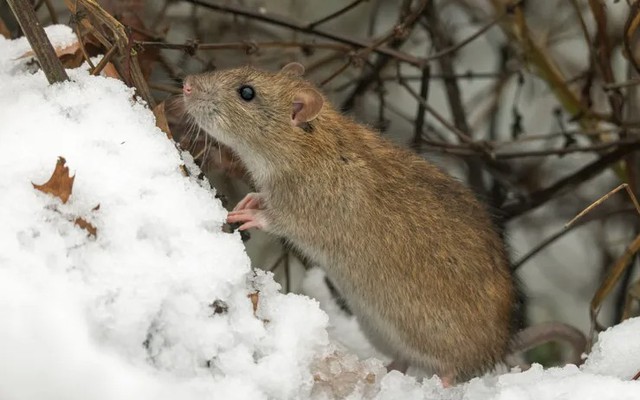 Trời lạnh là chuột kéo vào nhà: Chuyên gia bật mí cách đuổi chuột tự nhiên, không cần hóa chất