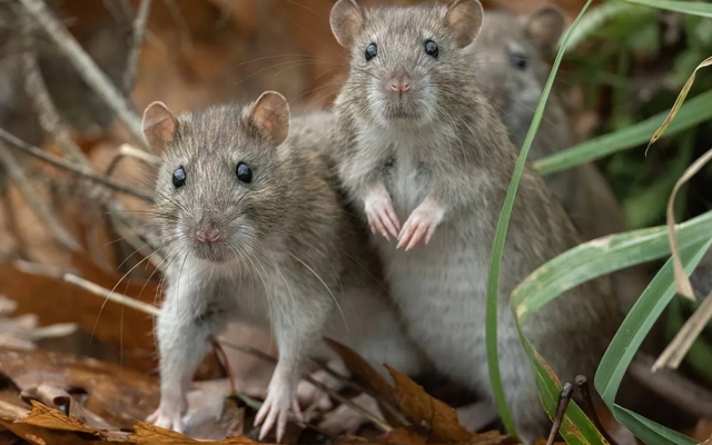 Cách đuổi chuột vô cùng hiệu quả bằng giấm trắng và một nguyên liệu quen thuộc