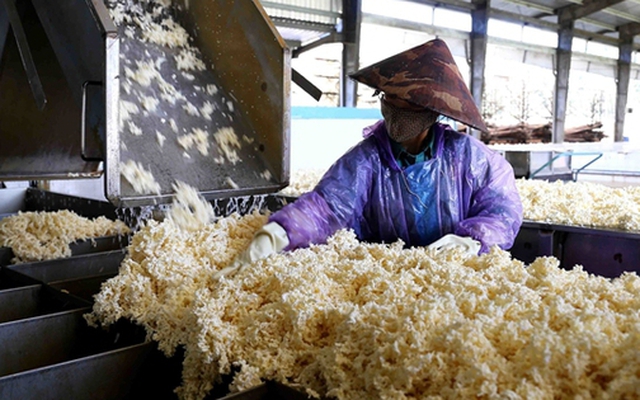 Hàng chục nghìn tấn 'vàng trắng' của Việt Nam ồ ạt đổ bộ quốc gia láng giềng: 1/3 thế giới ưa chuộng, diện tích trồng hơn 900.000 ha