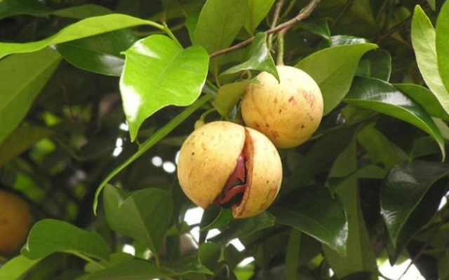 Một loại gia vị triệu đô thế giới rất hiếm nhưng Việt Nam trồng bạt ngàn: Thu về gần 33 triệu USD, 31 quốc gia liên tục săn đón