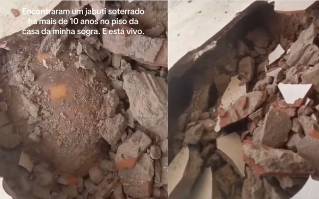 Đập sàn nhà để sửa chữa, gia đình bất ngờ phát hiện thứ vẫn “sống” dưới đó suốt 10 năm