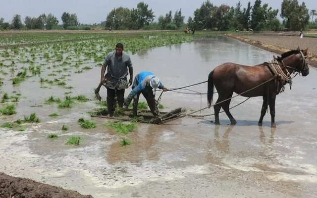 Mỹ áp thuế mới với Iran, gạo một quốc gia châu Á đón sóng gió, chính phủ lập tức trấn an ‘vẫn trong tầm kiểm soát’