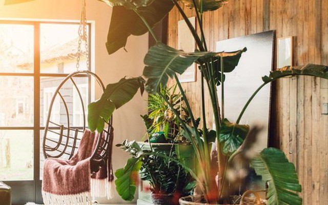 Loại cây là biểu tượng của vận xui, cần loại bỏ ngay khỏi nhà