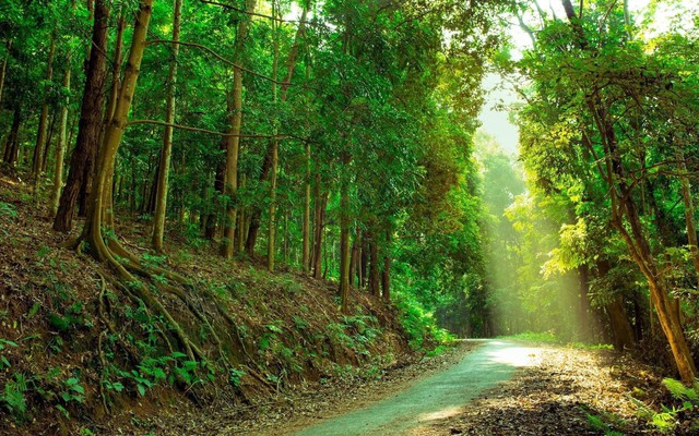 Ở Việt Nam, có duy nhất một ngôi trường có hẳn khu rừng trong khuôn viên