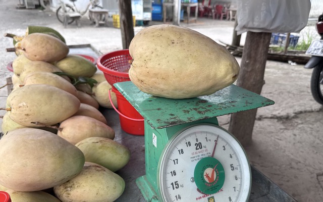 Xuất hiện loại xoài "quái vật" nặng bằng em bé sơ sinh tại miền Tây