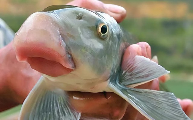 Loài cá được ví như "báu vật nước ngọt", chỉ xuất hiện trong yến tiệc cung đình thời xưa