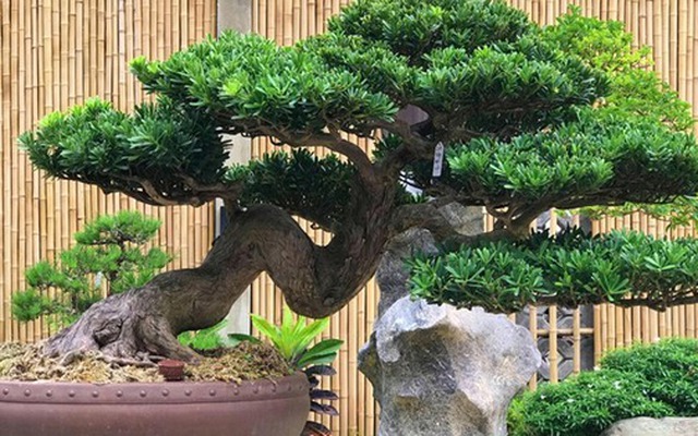 Lưỡi hổ hay kim tiền cũng không bằng 3 cây này: “Của để dành” trong nhà, càng trồng càng có lộc