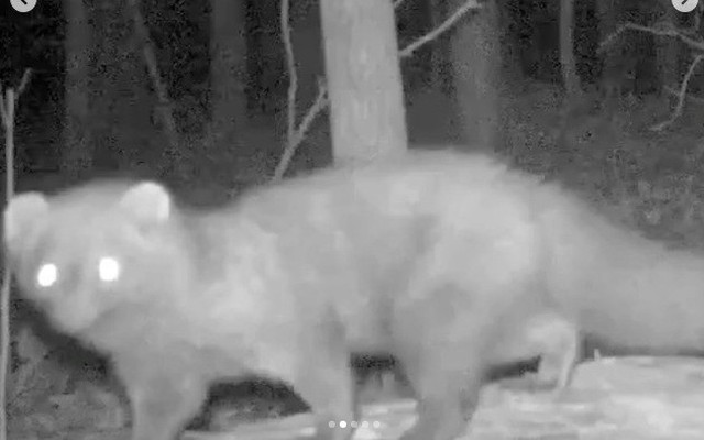 Loài vật tái xuất sau hơn 100 năm khiến giới khoa học sửng sốt