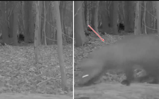 Lần theo đoạn video chỉ vài giây, chuyên gia hân hoan tìm thấy loài vật từng "tuyệt chủng" hơn 100 năm