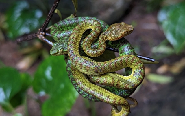 "Báu vật" ẩn mình dưới tán rừng Trường Sơn: Loài đặc hữu hiếm gặp, thế giới chỉ Việt Nam có